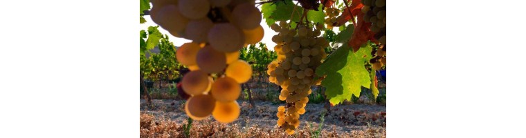 Vino dulce online | Comprar vino dulce en Vinorema