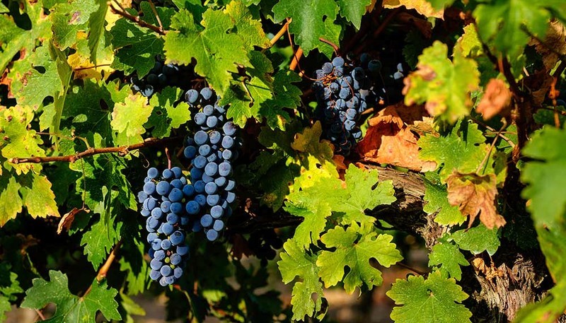 Curiosidades que no sabías sobre la garnacha