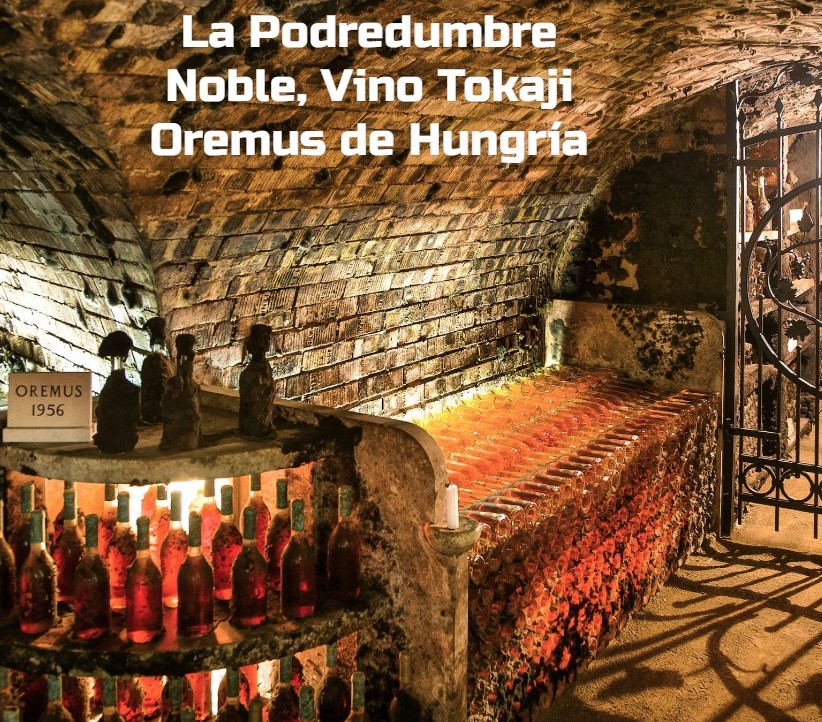 La Podredumbre Noble, Vino Tokaji Oremus de Hungría